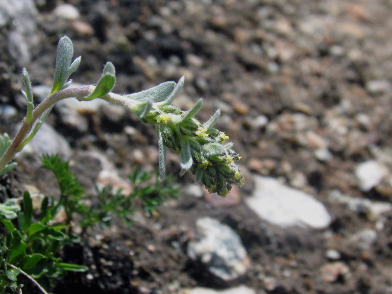 Artemisia genipi Weber / Genipì maschio